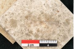 Foto (Detailansicht) von Pinus hampeana Unger (NHMW-GEO-2024-0188-8089)